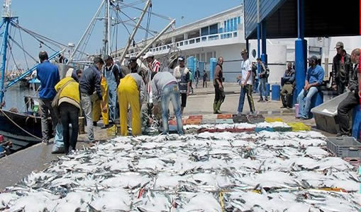Prix élevé de la sardine: enquête sur une éventuelle « entente » entre les opérateurs d’approvisionnement