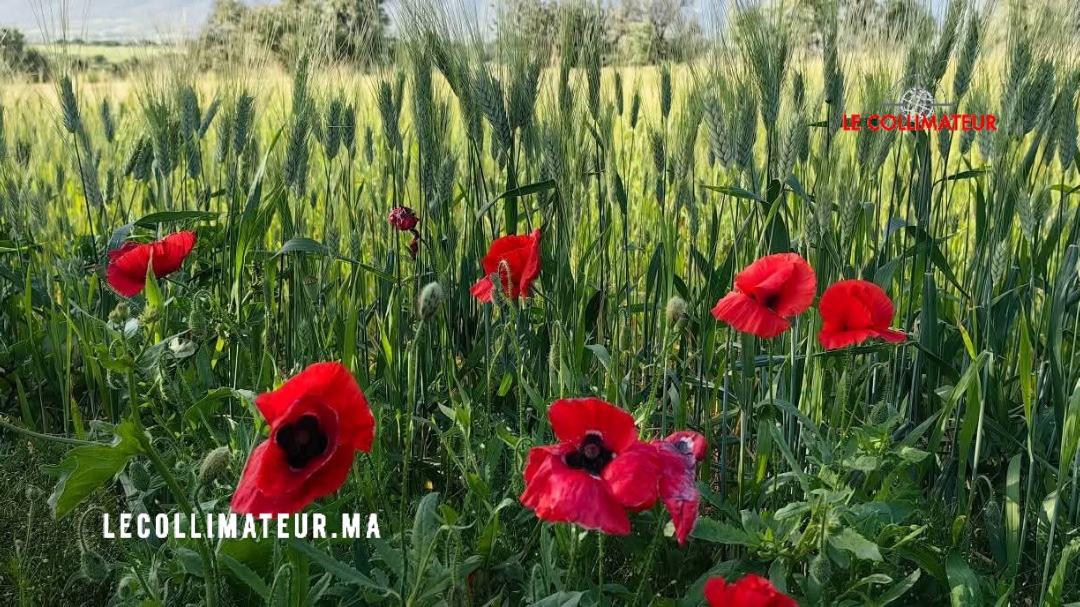 هذه توقعات الارصاد الجوية اليوم الأربعاء بالمغرب