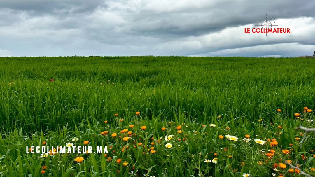 La météo de ce mercredi 8 avril: Pluies ou averses modérées avec risque d’orage