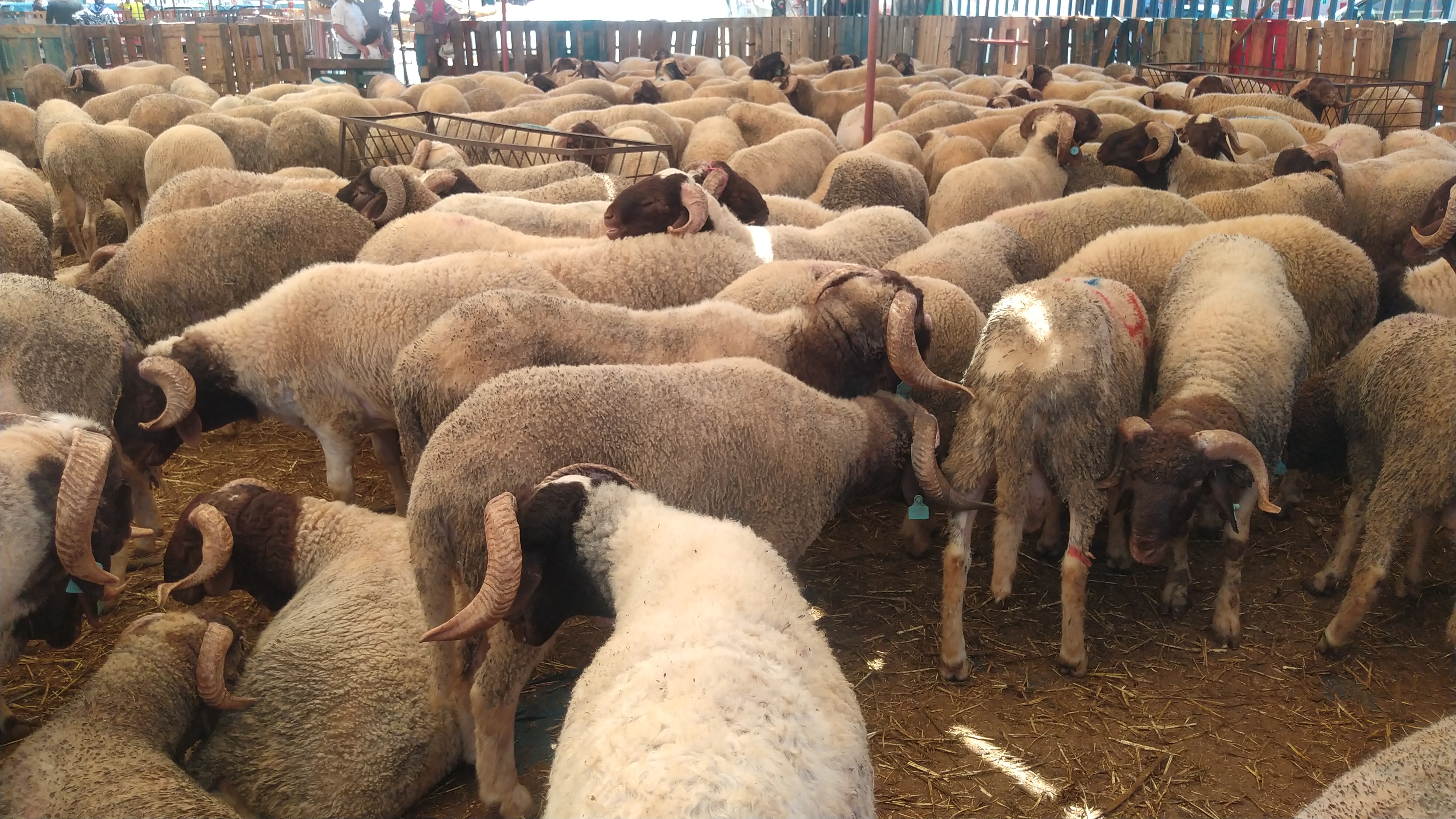 Paradoxe des marchés aux moutons: l’abondance de l’offre ne baisse pas les prix [Vidéo]