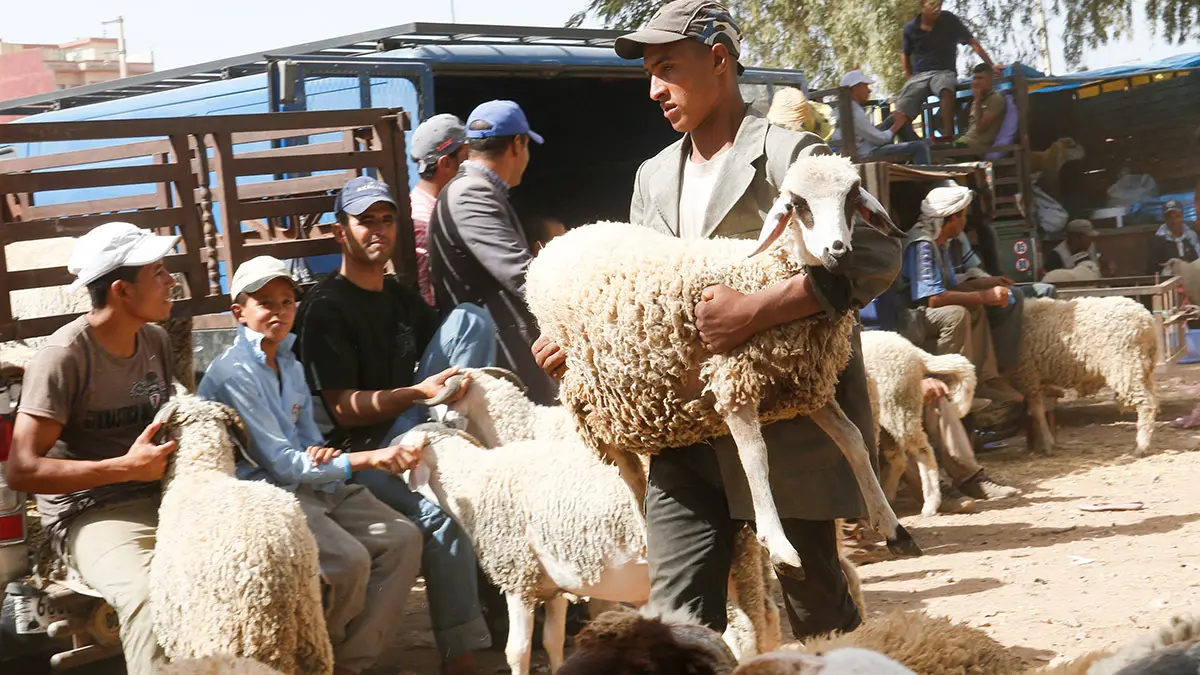 Crise des moutons du sacrifice pour l’Aïd al-Adha 2026 dans le monde musulman – Cas exceptionnel du Maroc.