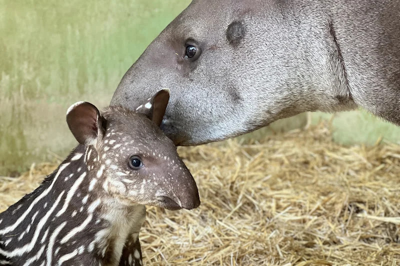 Une naissance rare au Zoo de Aïn Sebaâ